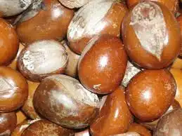 Shea Nuts image by Mark K. Shea Butter And Herbs Hub Ghana