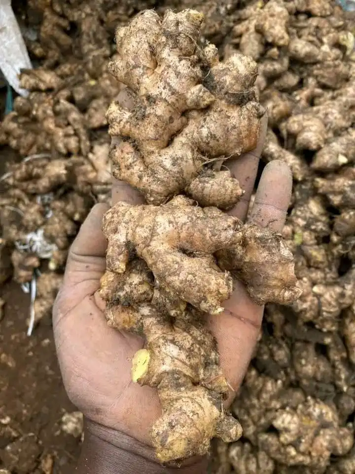 Ginger image by Mark K. Shea Butter And Herbs Hub Ghana